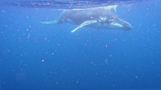 Juvenile Humpback whale Plays with Seaweed